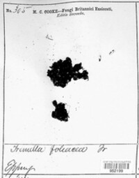 Phaeotremella foliacea image